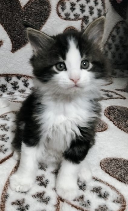 Мейнкун крупные котята !
