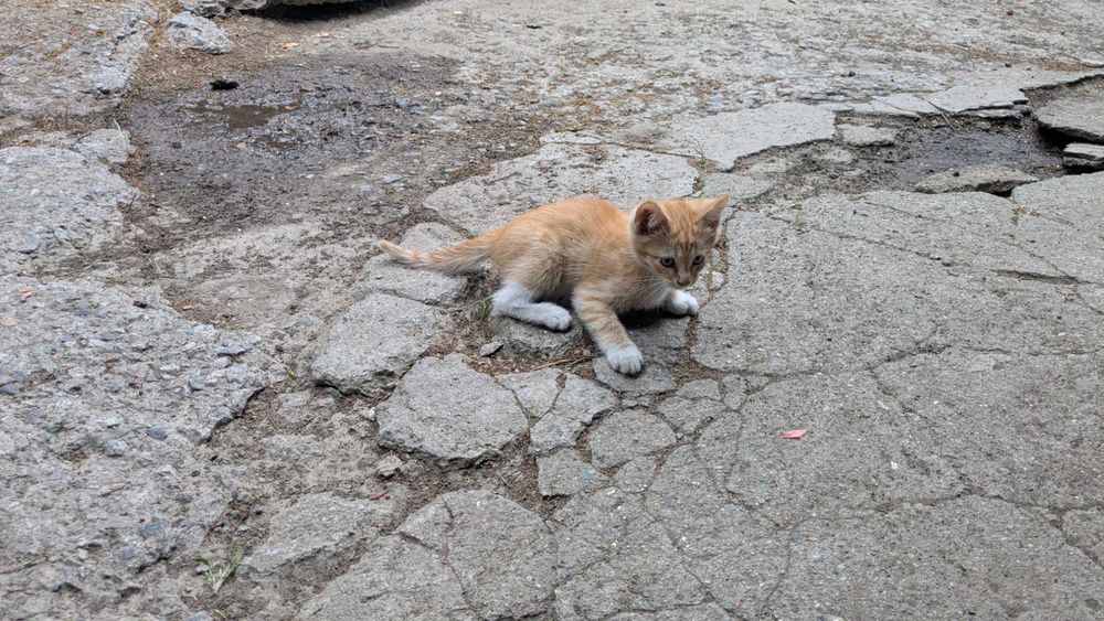 Котята редчайшей экспериментальной породы
