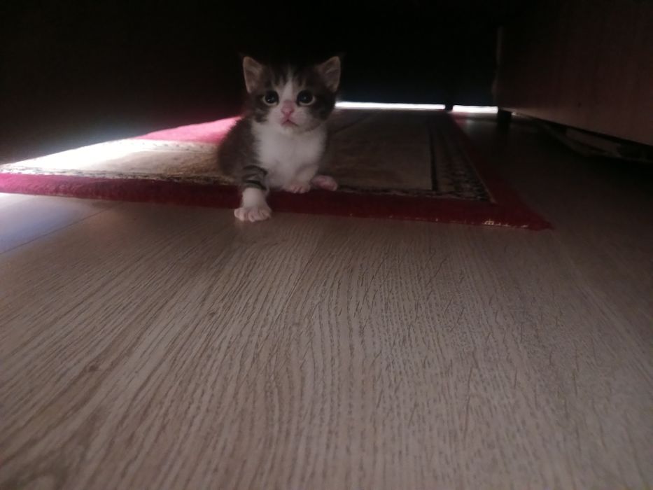 Отдам котят маленькие только родились