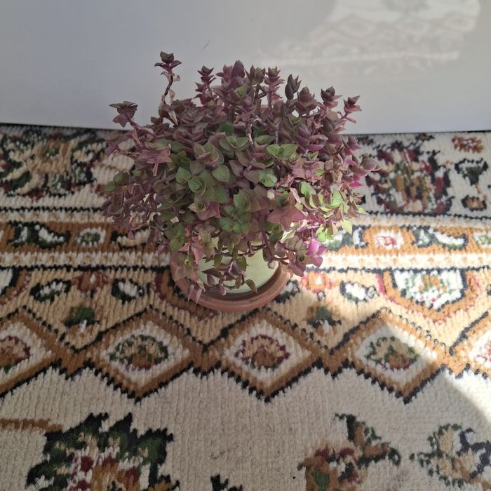 Продам цветы разные