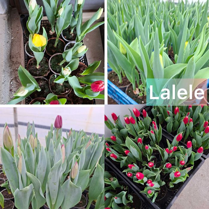 Lalele la ghiveci de vanzare