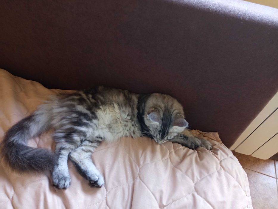 Maine Coon,малко коте