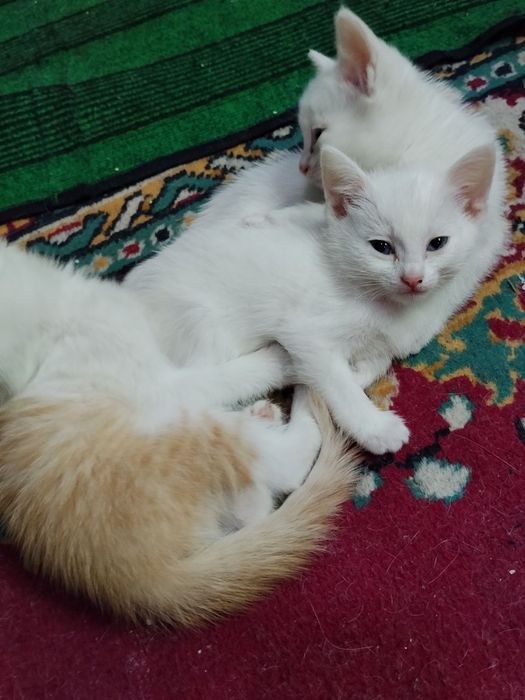 Отдам котят в хорошие ручки