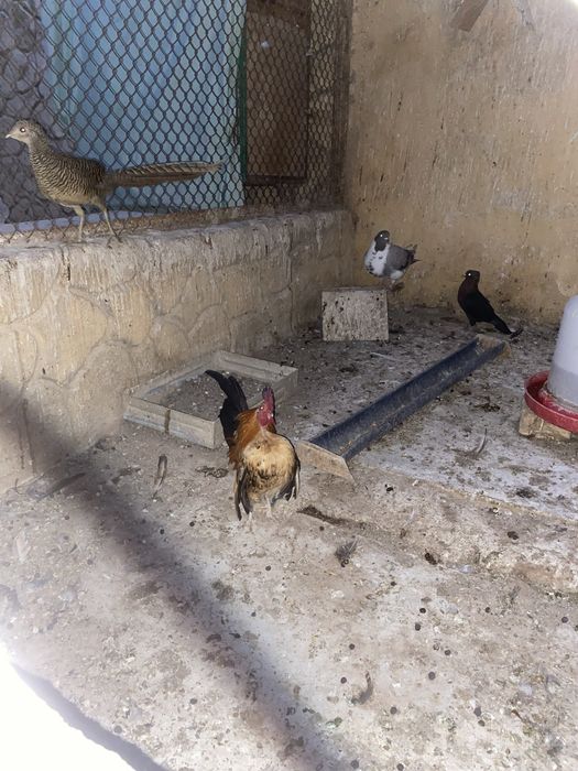 Продаются шабо цеплятки