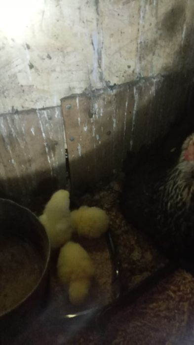 Тауықтар балапандары мен бірге