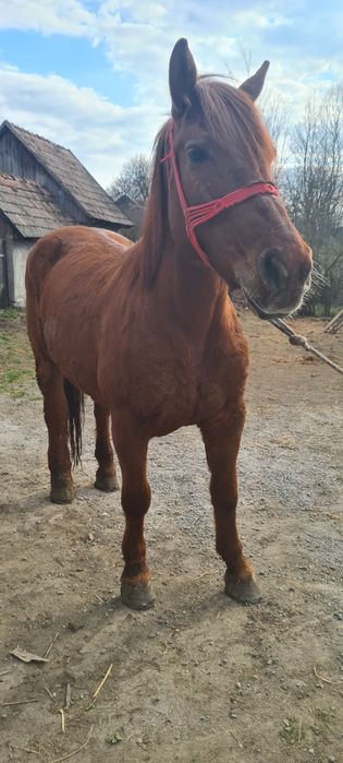 Vând iapa de 7-8 ani