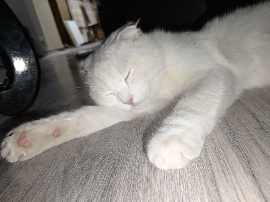 скотиш фольд сотилади