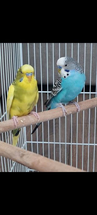 Продам попугаев с клеткой, сеткой, качелей‼️