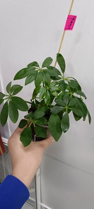 Шефлера:2000 тенге