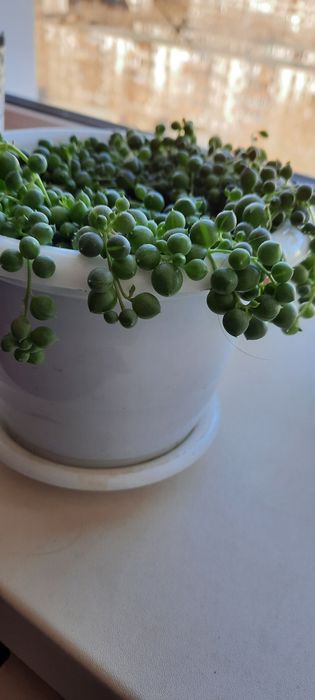 Продам крестовник