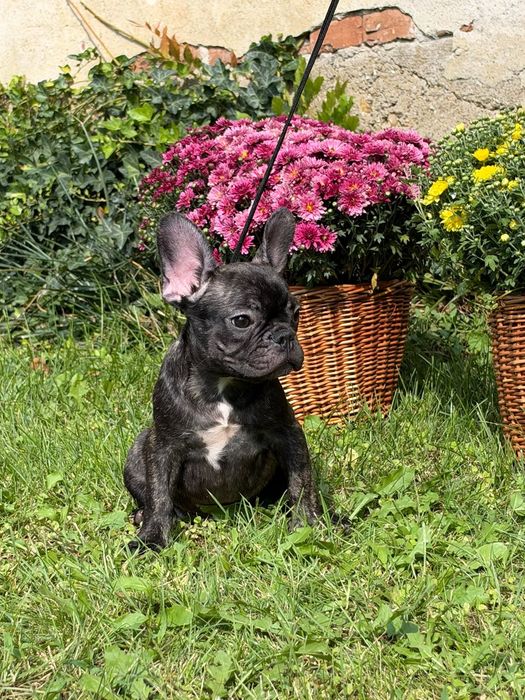 Bulldog francez ce are nevoie de  dragoste