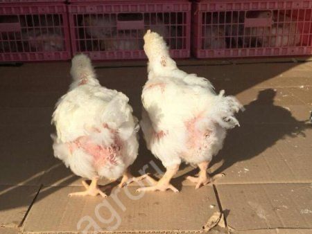 Продам подрощенного бройлера