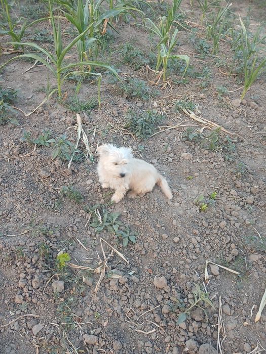 Spre adopție Corcitură de bichon.
