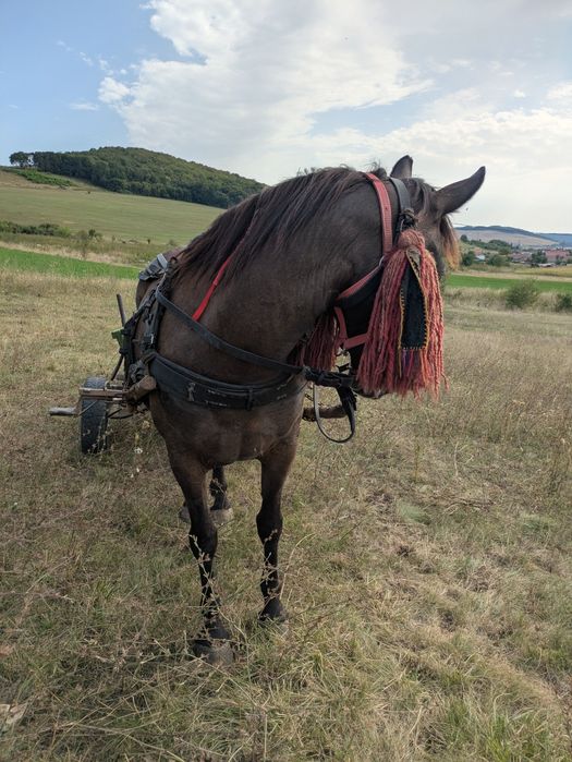Vând iapă de șase ani