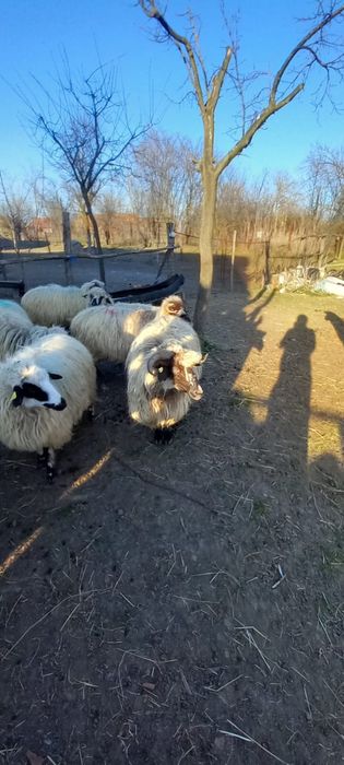 Vand oi turcane mari si tinere