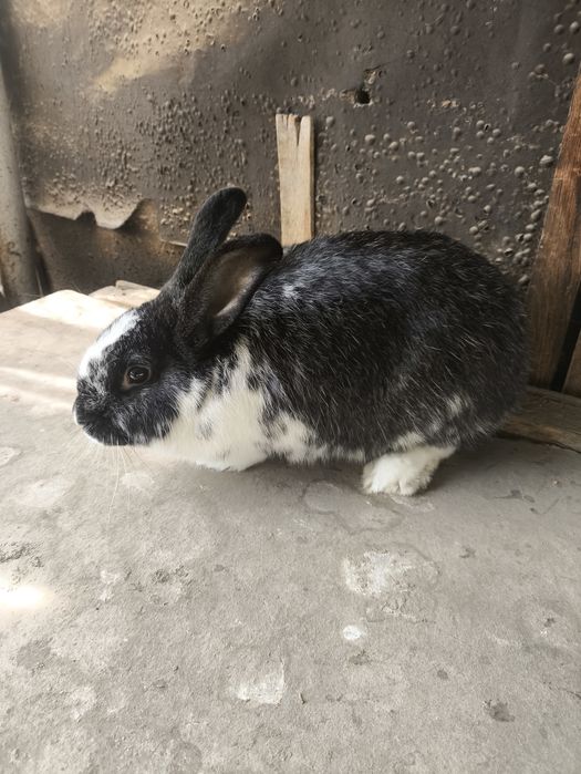 Продаем кроликов или обмен