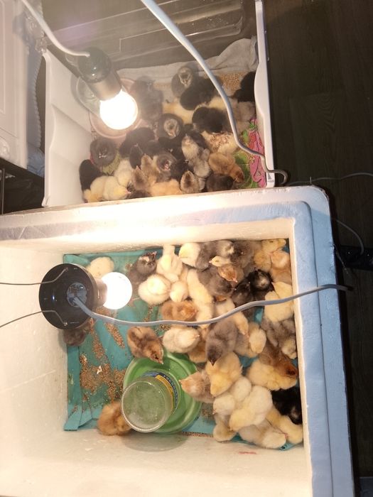 Продам домашних цыплят