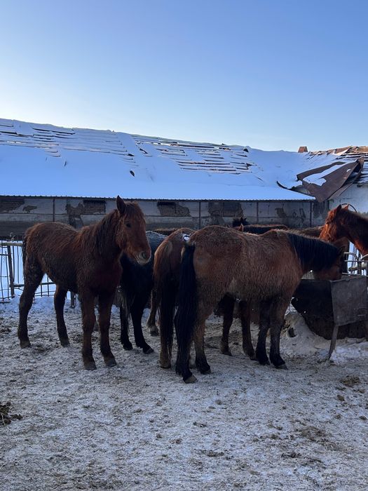 Жылкы семиз бордака (жылқы)