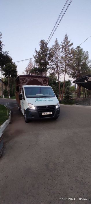 Дафн жаноза Marosim машина