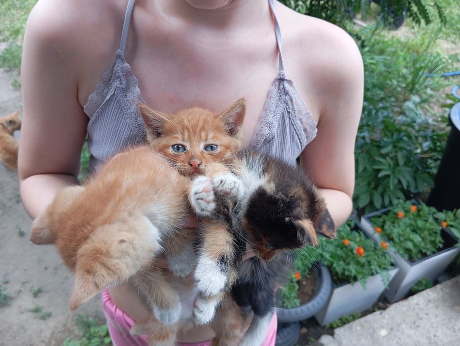 Срочно отдам котят