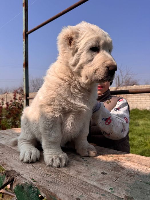 Щенки Алабая 250$