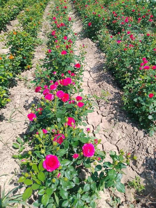 Atirgul kochatlari mavjud