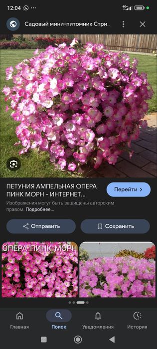 Петунья сорт опера