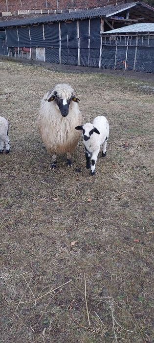 Oi de vânzare .turcane