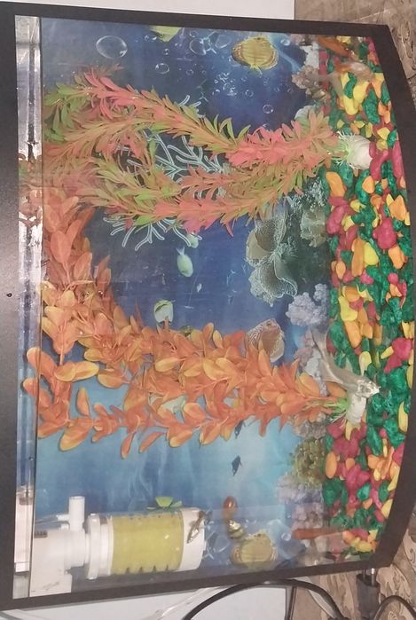 Akvarium baliqlari toshlari va suniy osimliklari bilan