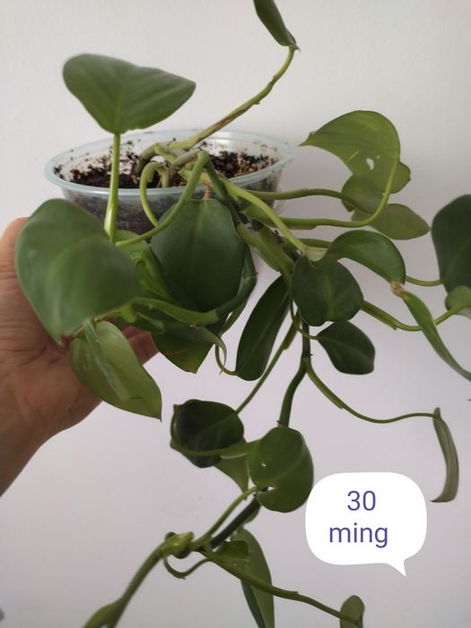 Hona gullari sotiladi