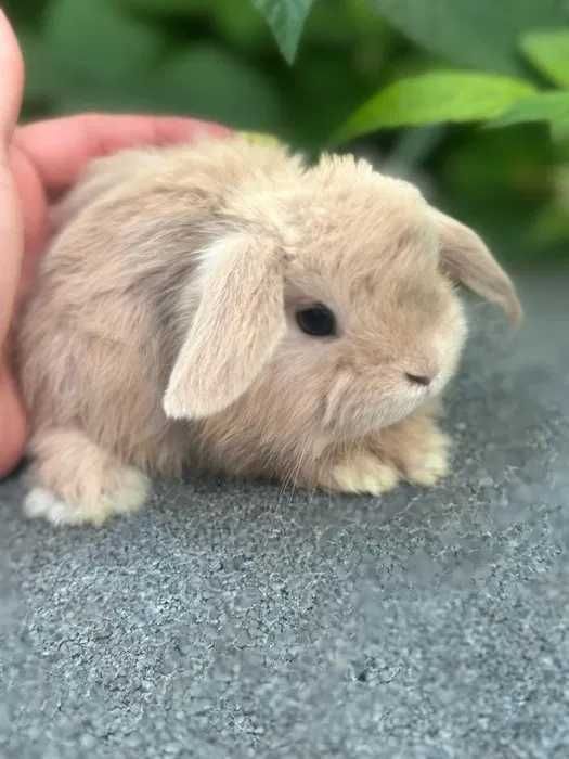 Крольчата вислоухие и торчеухие