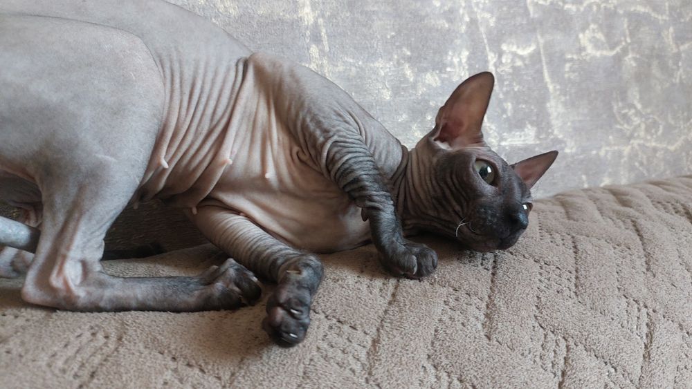 Ищем жениха сфинкса