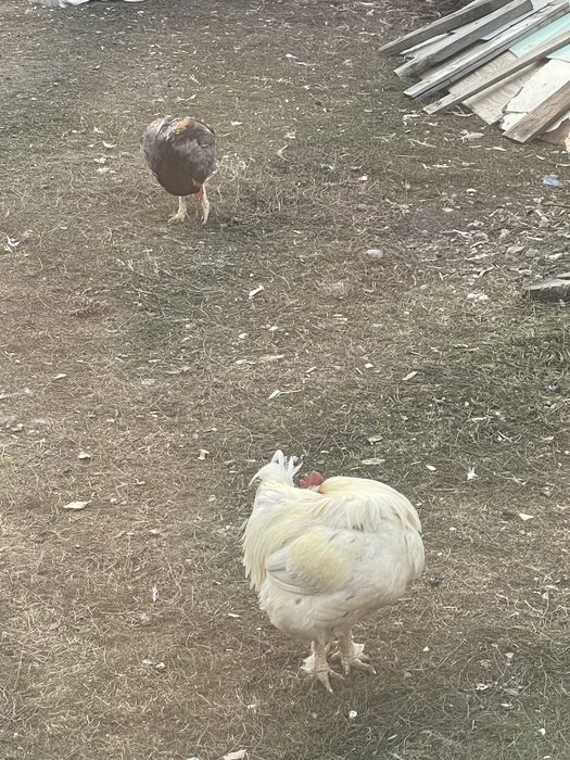 срочно продам петухи