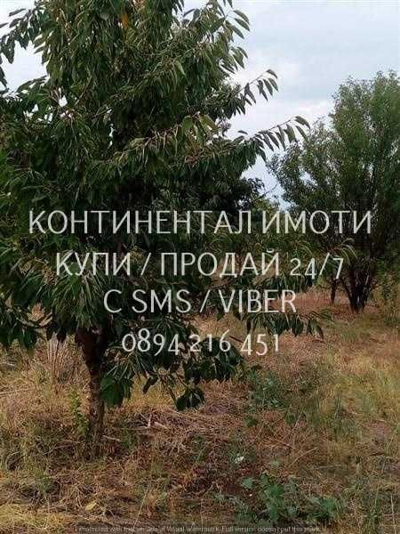 Кодк 70026. Черешова градина на около 1км от селото - лесен достъп