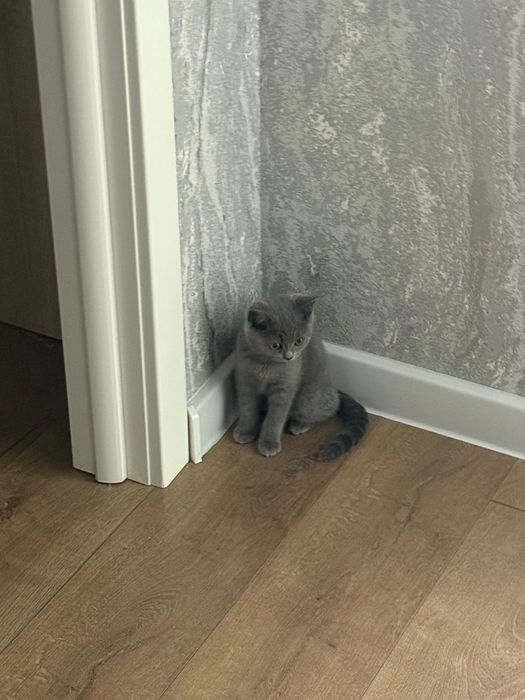 Продам британка короткошерстная