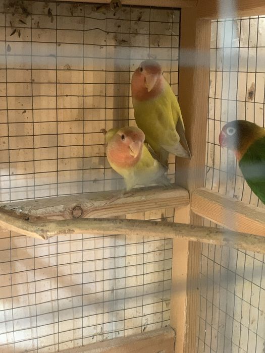 Попугайчики неразлучники молодые продаются