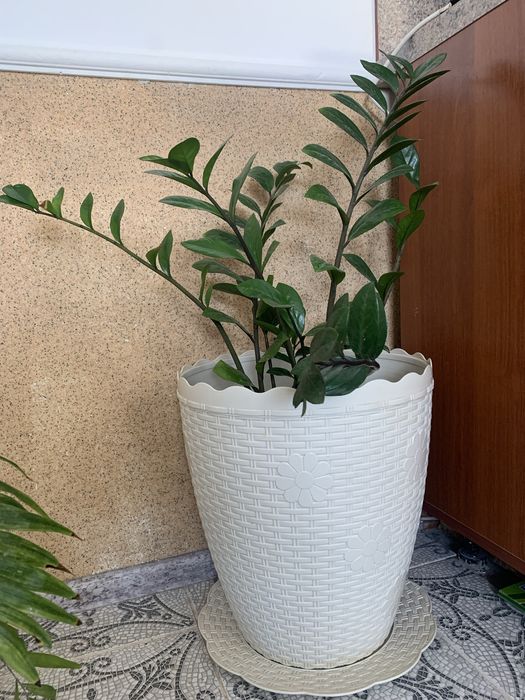 Цветы домашние разные