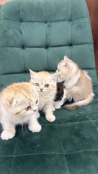 Продаются породитстые котята 2х месячные