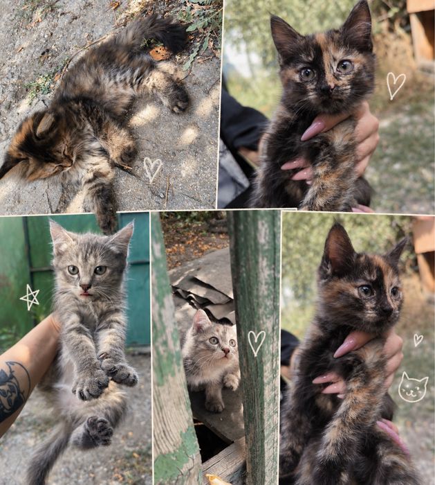 Отдам котят в добрый руки