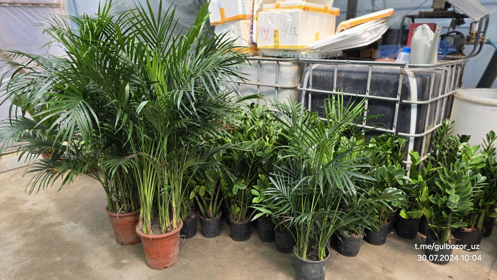 Hona gullari Комнатные растения гул цветы усимлик манзара декоративные