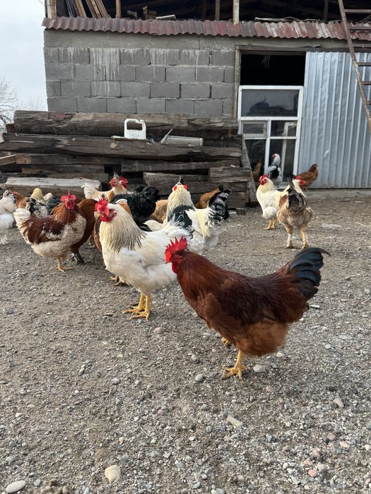 Қораздар, Петухи