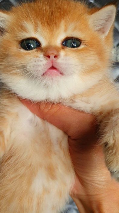 Tozza Shinshila Bri Ny12 Privaznoy Viyaskaga