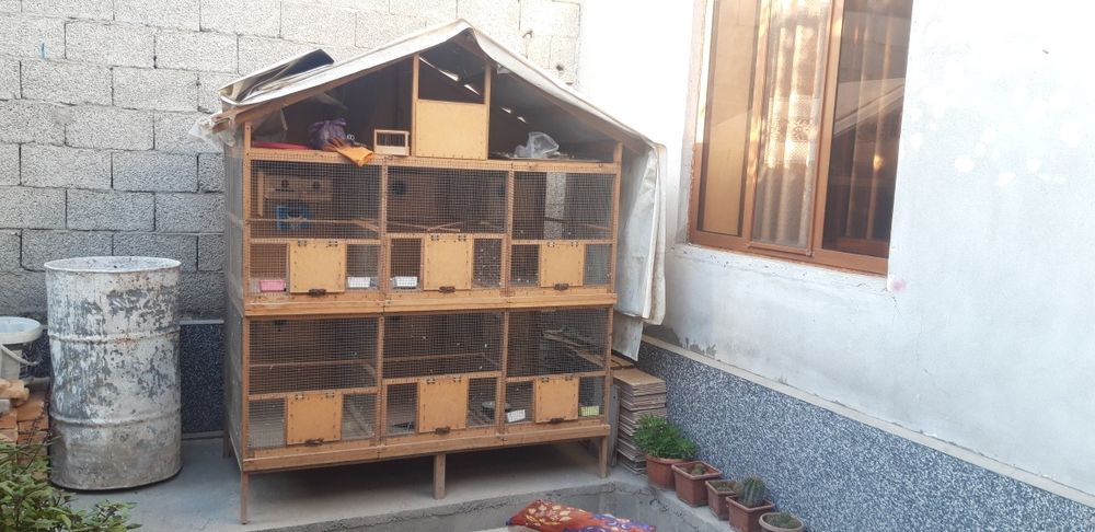 Katak sotiladi 6 xonali