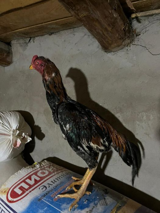 Бойтсовые даканы петушок