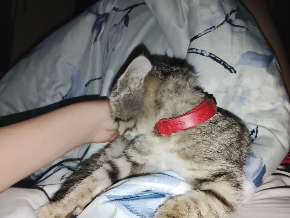 НАШЛИ котенка девочка