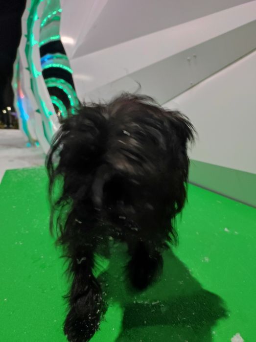 Щенки аффенпинчера