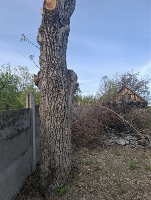 Vand trunchi de nuc