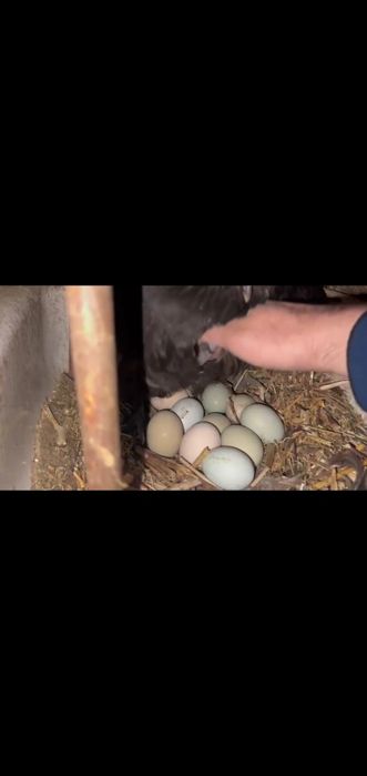 Күрік тауық сатылады. Бүгіннен жатып бастады.