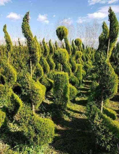 Plante Ornamentale Tuia Smaragd