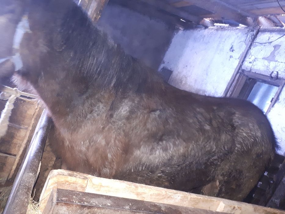 Продаётся молодой байтал(девочка)